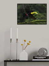 Toucan in flight Poster och Canvastavla
