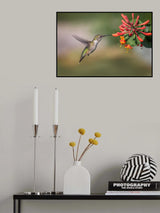Hummingbird Poster och Canvastavla