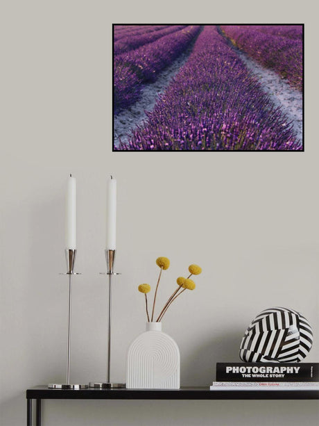 Lavender Detail Poster och Canvastavla