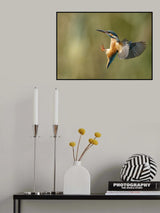Common Kingfisher 2 Poster och Canvastavla