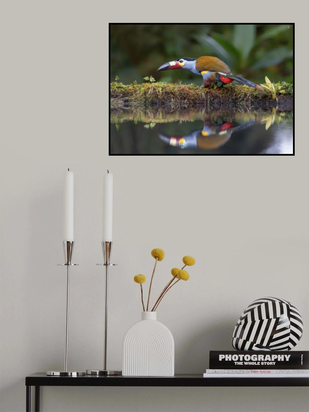Toucan and reflection Poster och Canvastavla