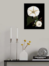 Moody Morning Glories Poster och Canvastavla