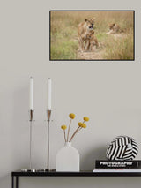 Adoration.... Poster och Canvastavla