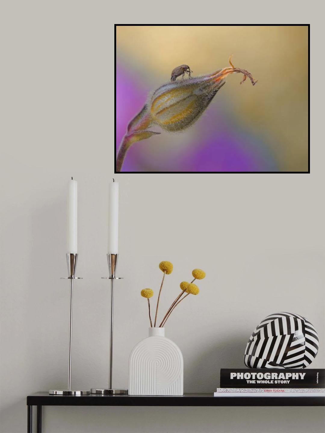 Liliputian elephant... Poster och Canvastavla
