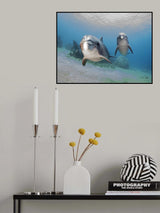 Dolphins Poster och Canvastavla