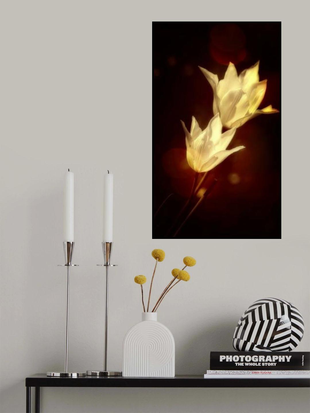white tulips Poster och Canvastavla