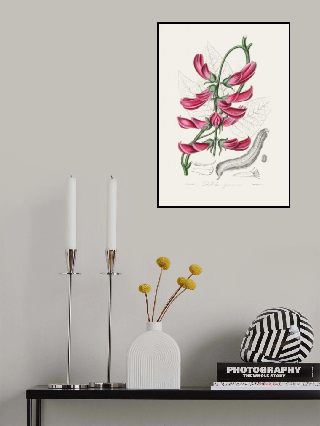 Mucuna Pruriens (dolichos Pruriens) Medical Botany Poster och Canvastavla
