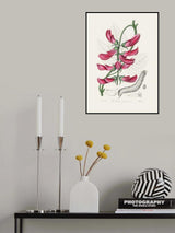 Mucuna Pruriens (dolichos Pruriens) Medical Botany Poster och Canvastavla