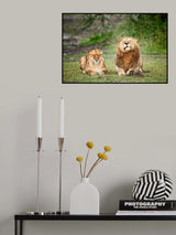 Cat wash! Poster och Canvastavla