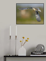 Black Shouldered Kite, Juvenile Poster och Canvastavla