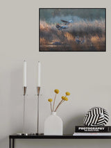 sandhill crane Poster och Canvastavla