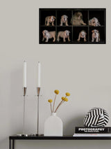 Boxed! Poster och Canvastavla