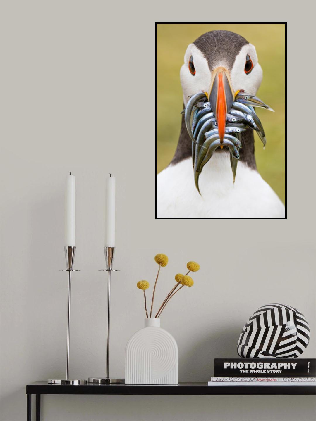 Sixteen sandeels Poster och Canvastavla
