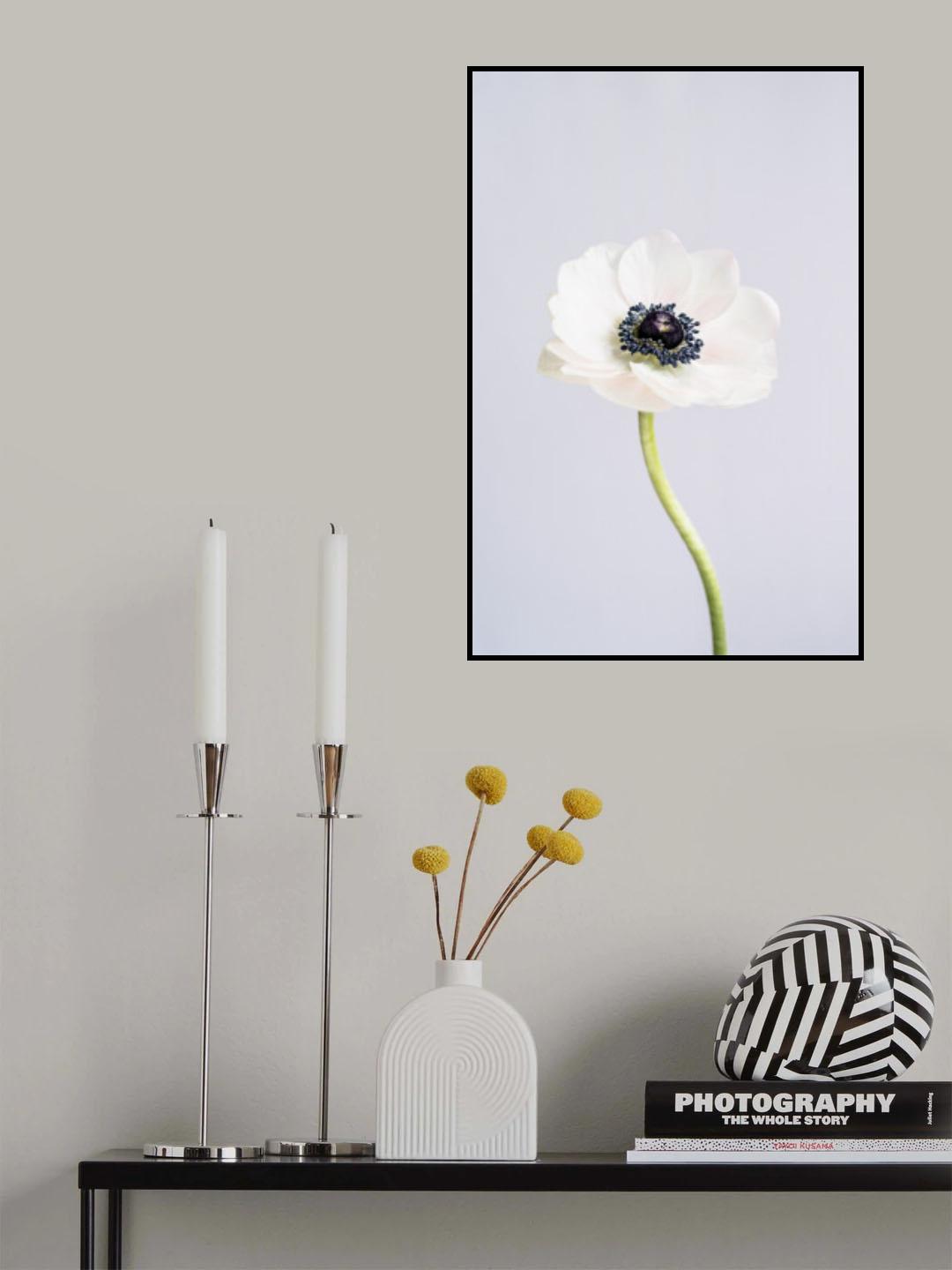 Precious Anemone Poster och Canvastavla