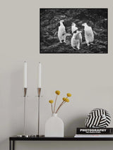 Happy Penguins in Heavy Snow Poster och Canvastavla