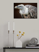 der Blick Poster och Canvastavla