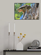 Great Horned Owl Poster och Canvastavla
