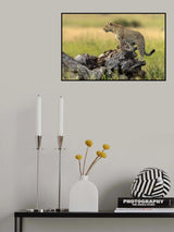 Leopard - Serengeti, Tanzania Poster och Canvastavla