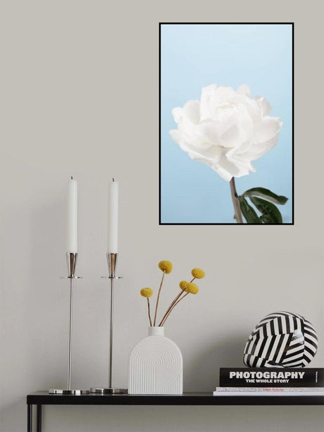 Peony_1 Poster och Canvastavla