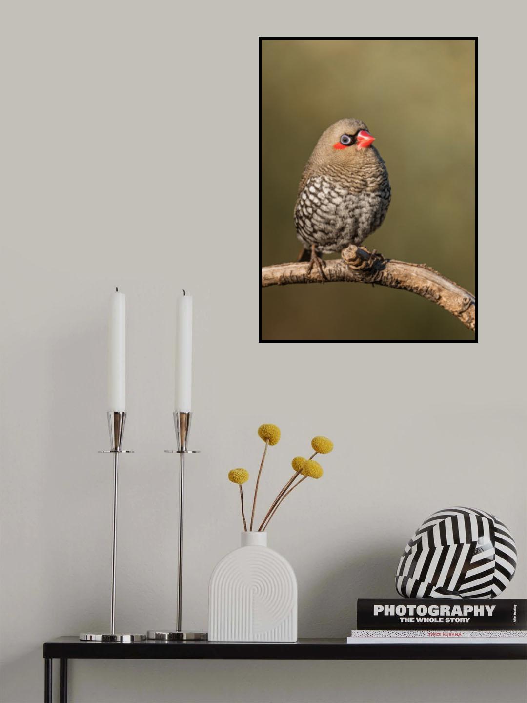 Red-eared Firetail Poster och Canvastavla