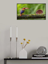 Oriental Dwarf kingfisher Poster och Canvastavla