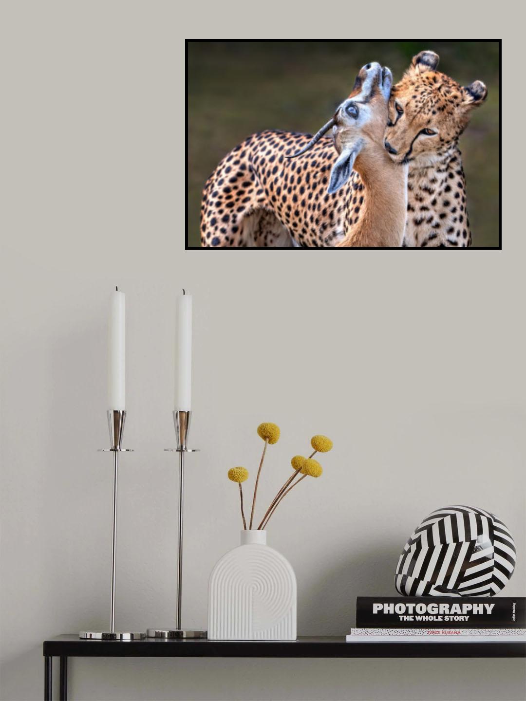 Cheetah with gazelle Poster och Canvastavla