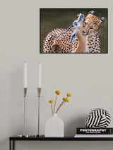 Cheetah with gazelle Poster och Canvastavla