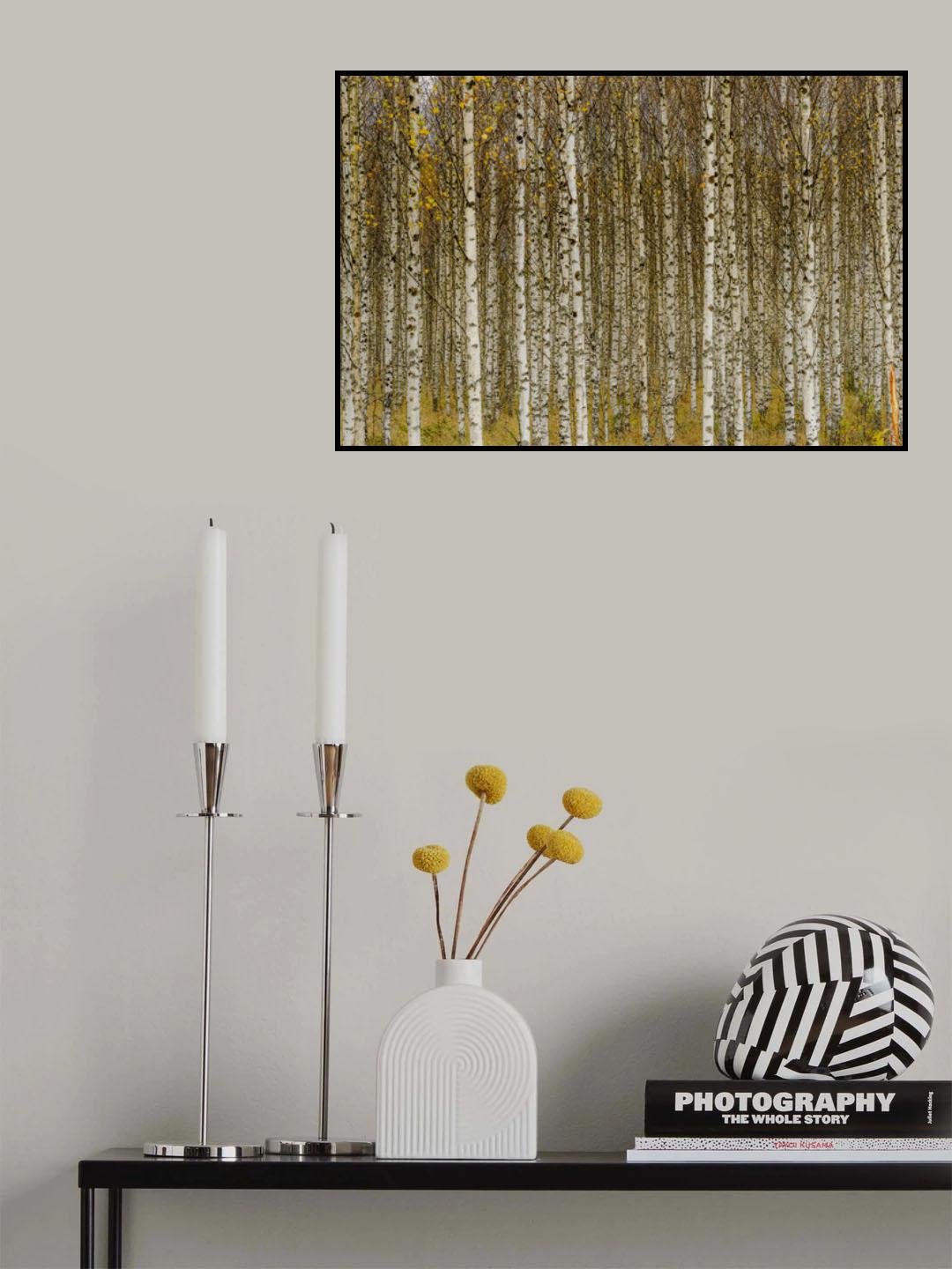 Birches Poster och Canvastavla