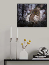Pygmy Owl. Poster och Canvastavla