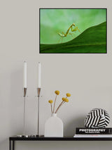Mantis Poster och Canvastavla