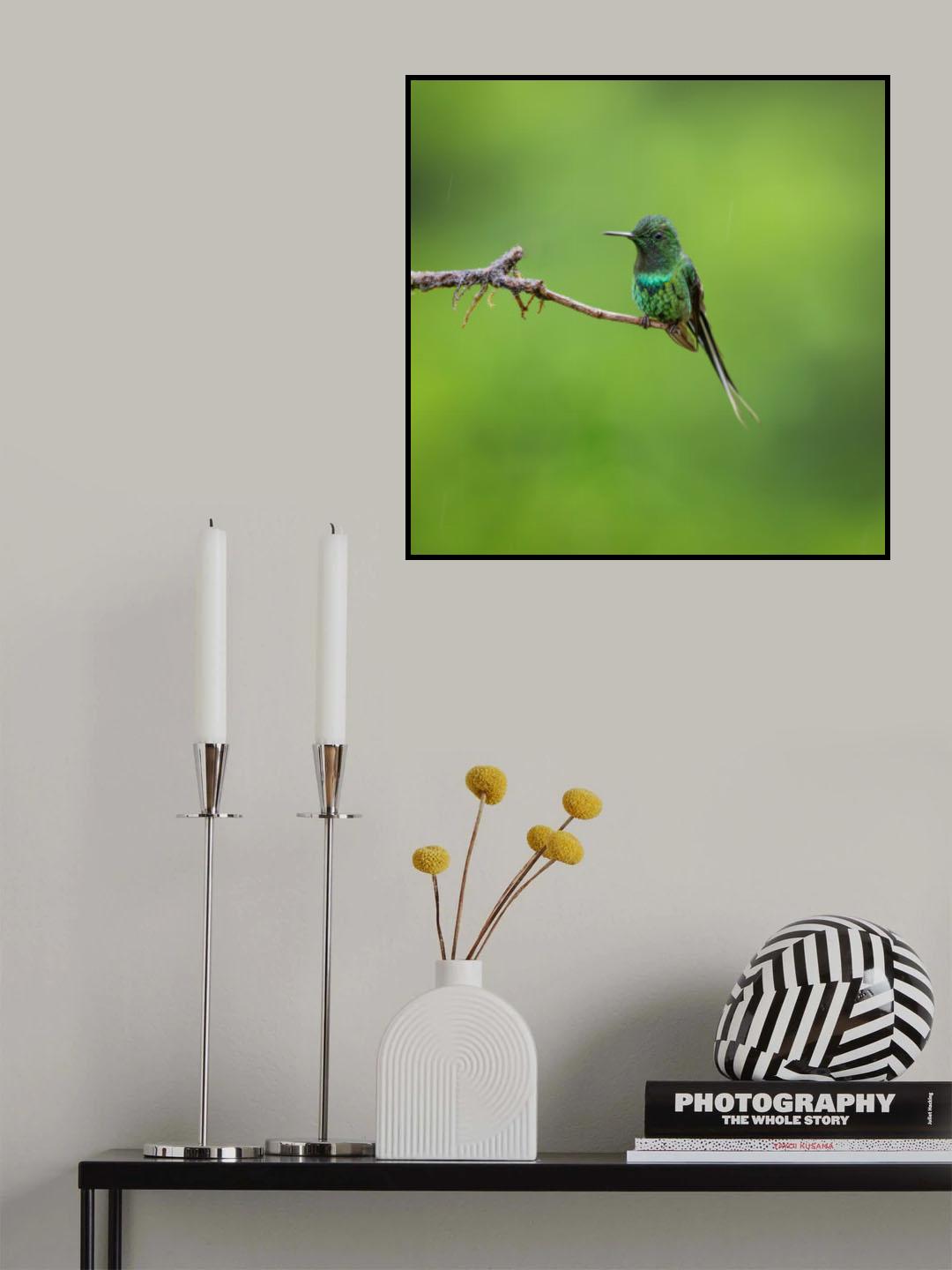 Green Thorntail Poster och Canvastavla