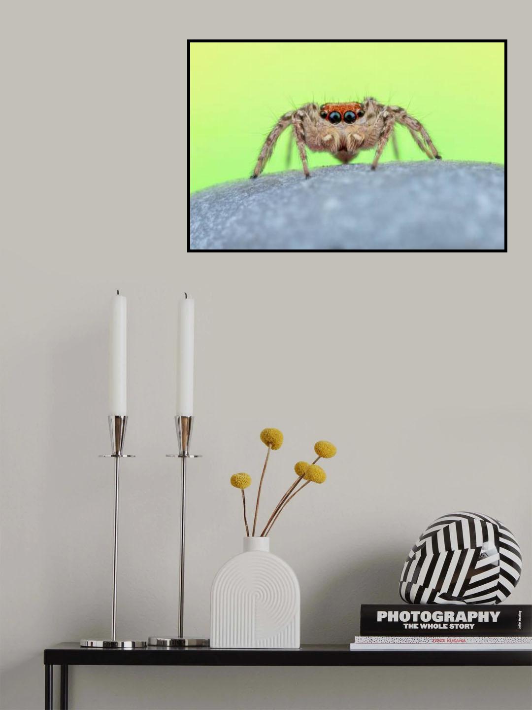 Jumping spider Poster och Canvastavla