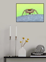 Jumping spider Poster och Canvastavla