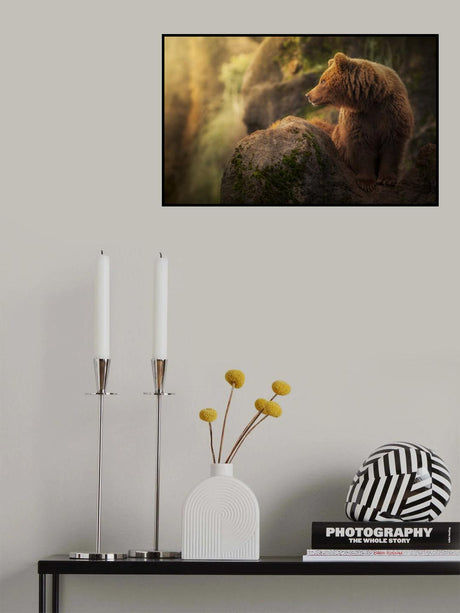 Brown bear during sunset. Poster och Canvastavla