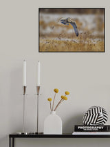 Short eared owl Poster och Canvastavla
