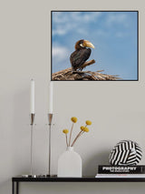 Toucan Poster och Canvastavla