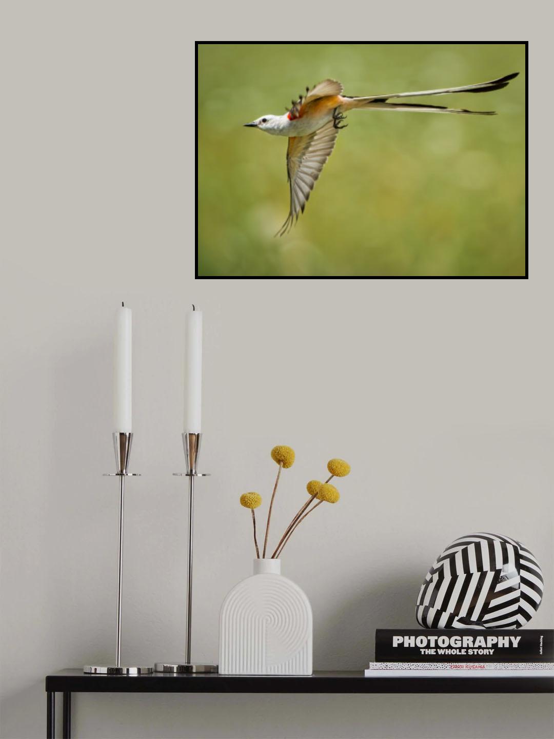 Scissor-tailed flycatcher Poster och Canvastavla