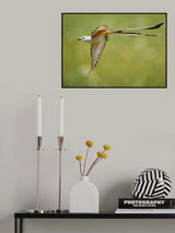 Scissor-tailed flycatcher Poster och Canvastavla