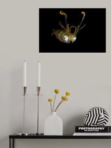 Reef Squid Poster och Canvastavla