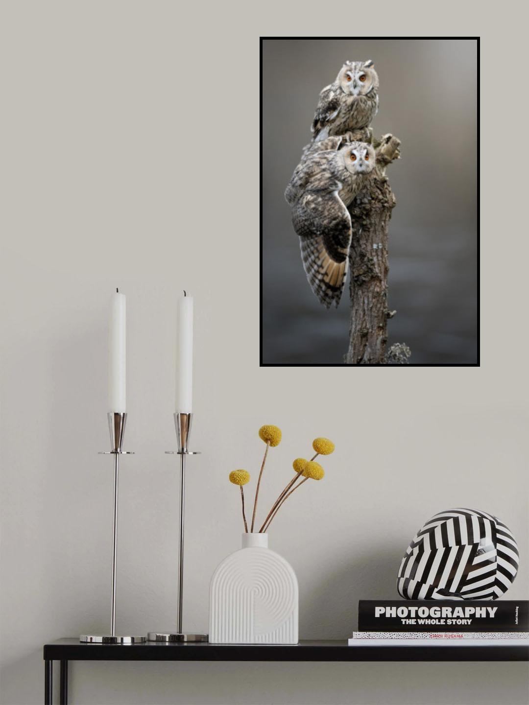 owls Poster och Canvastavla