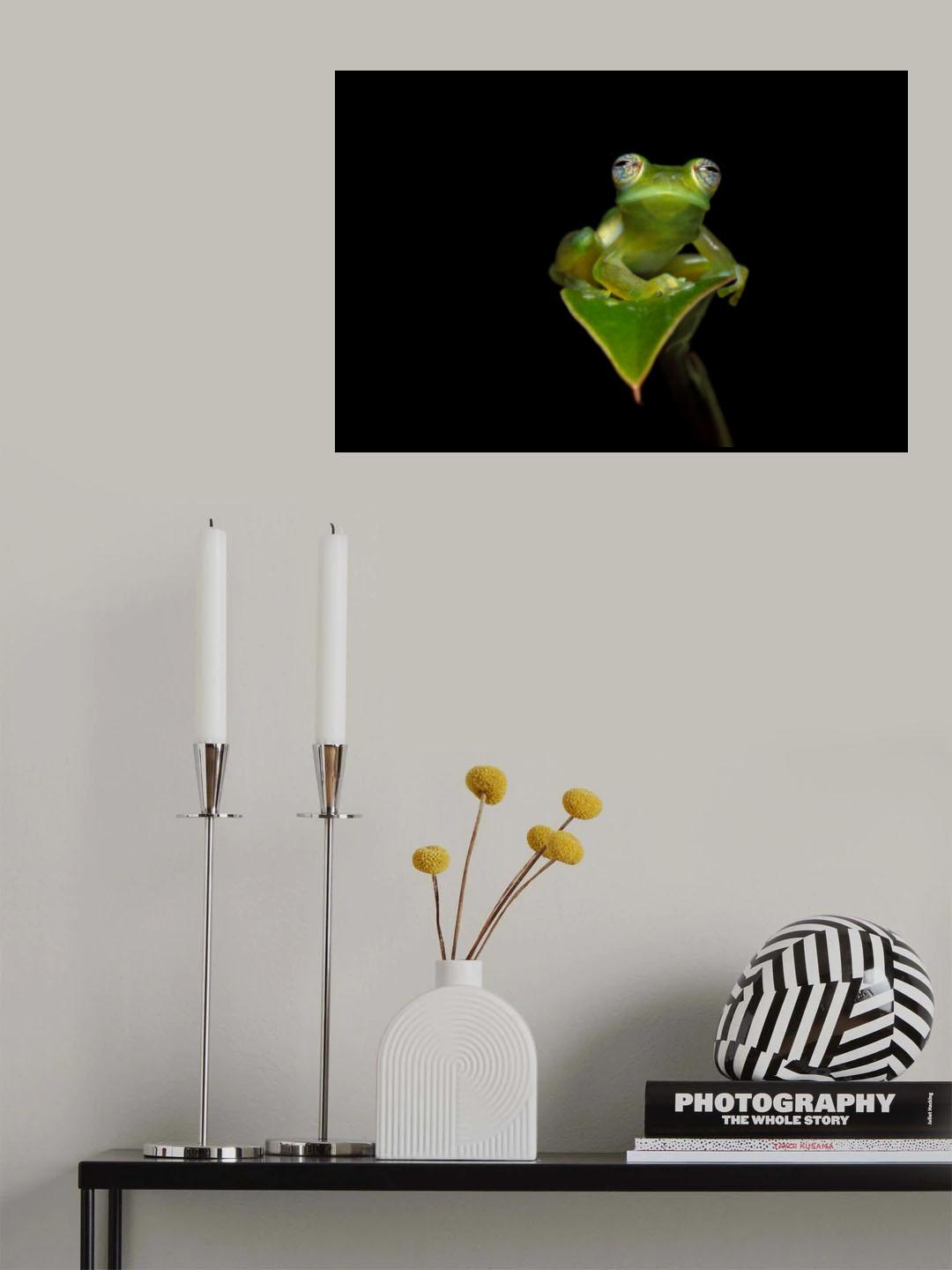 Spiny Cochran frog Poster och Canvastavla
