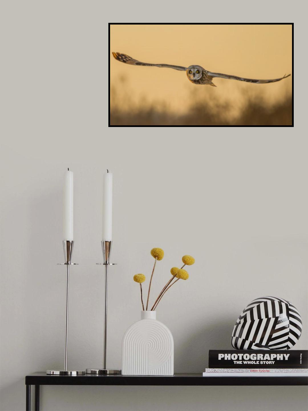 Fly in last sunset Poster och Canvastavla