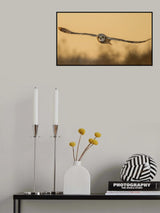 Fly in last sunset Poster och Canvastavla