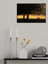 European Fallow Deer Poster och Canvastavla