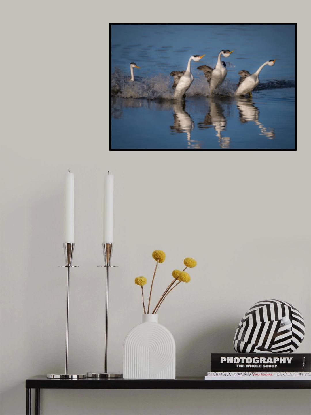 West Grebes Poster och Canvastavla
