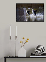 Love Dance Poster och Canvastavla
