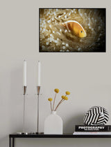 Symbiose Poster och Canvastavla