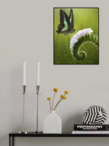 The Butterfly and The Flowers Poster och Canvastavla