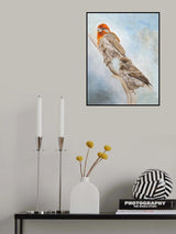 House Finch Couple Poster och Canvastavla