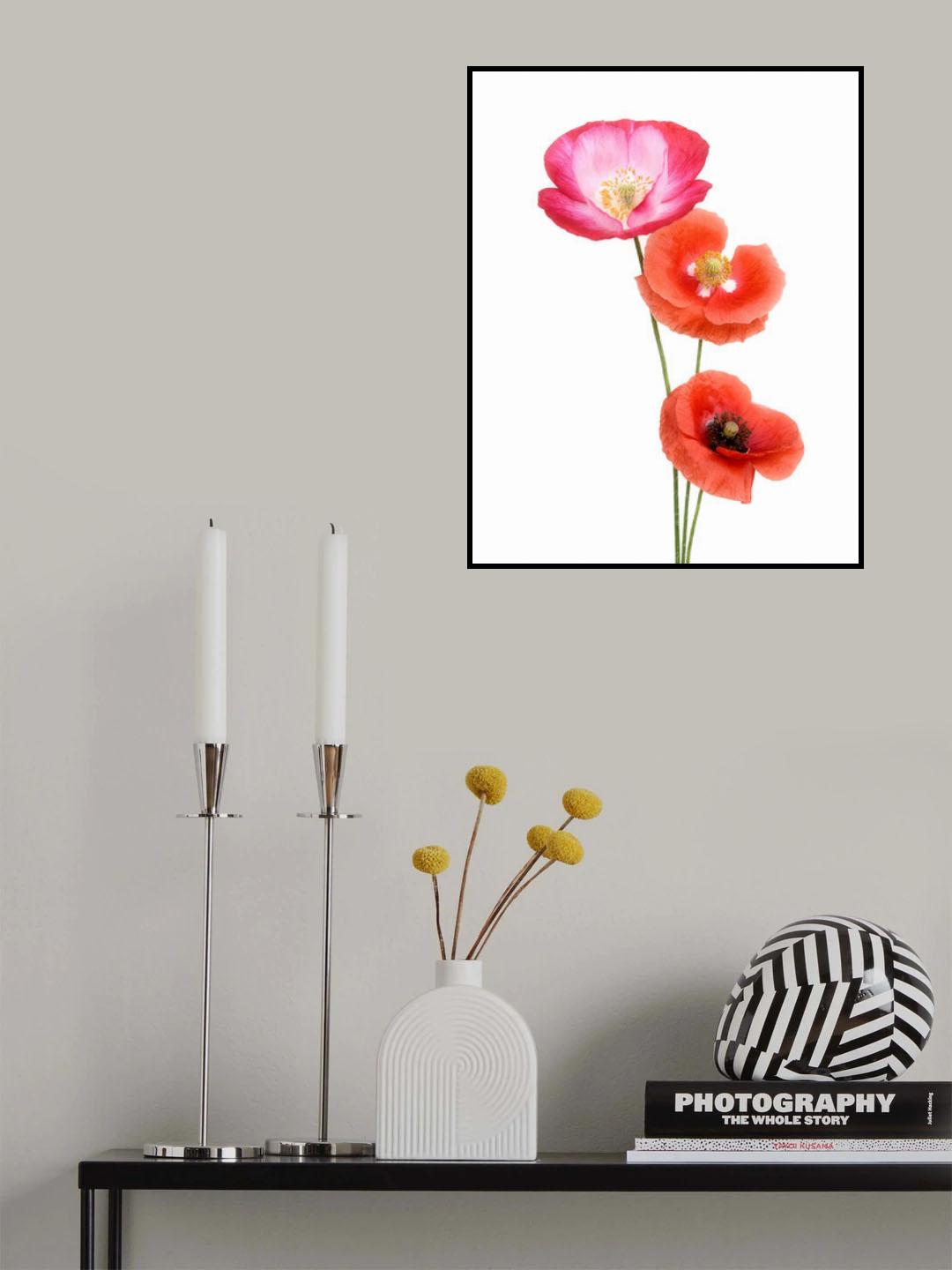 Colourful poppies Poster och Canvastavla
